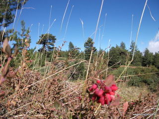 rrente Quarantore-01-11-2012 10-49-25